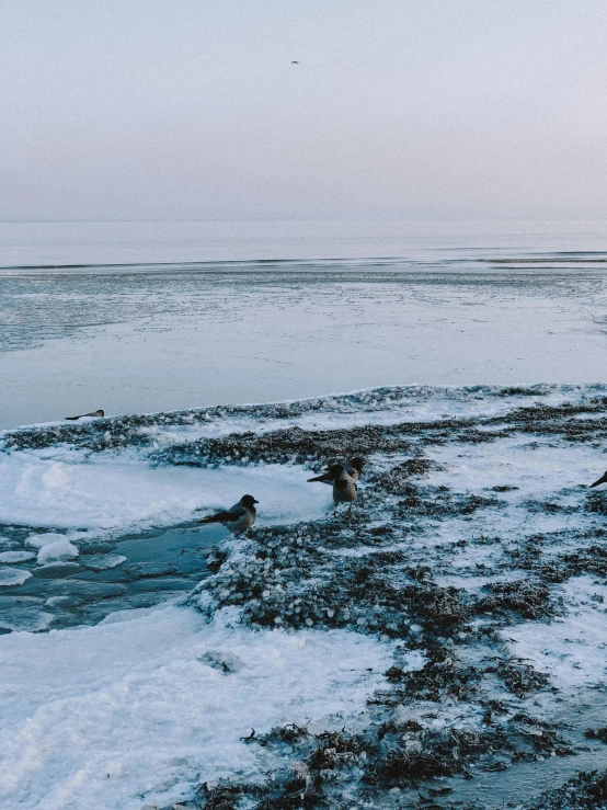 some dogs walking in the snow by some water