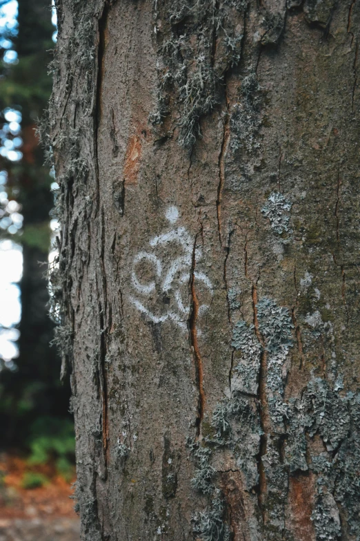 the bark of a large tree that has been grafvered