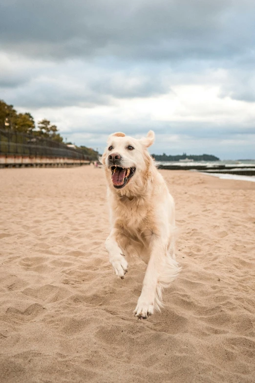 a dog is running in the sand by some water