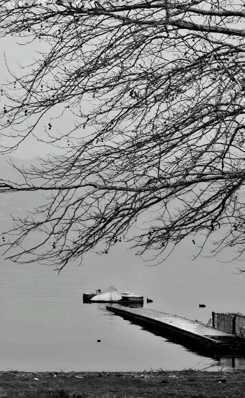 the pier is covered with ice while trees look on