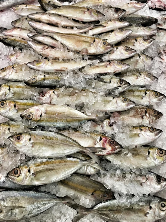 fish lined up for auction in a large frozen display