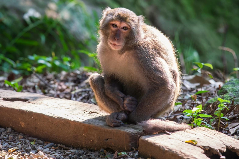 a monkey is sitting on a wooden plank outdoors