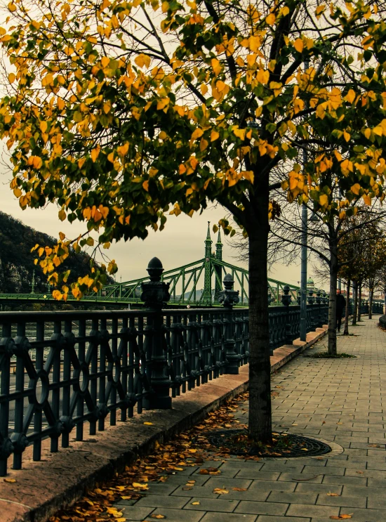 a park with yellow flowers and lots of trees