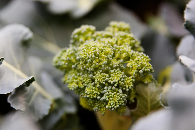 a head of broccoli florets in a field