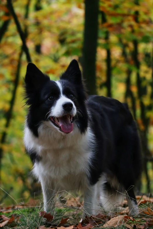 a small dog is standing in the leaves