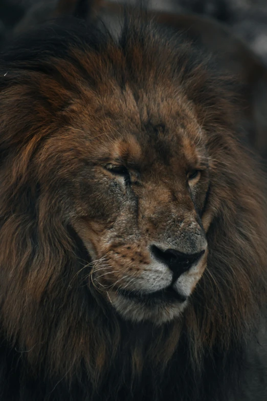 closeup of a lion with its eyes open