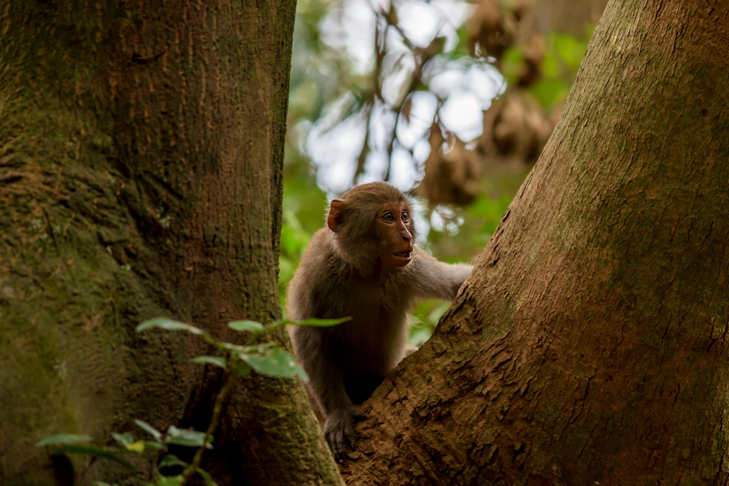 a monkey in a tree looking around