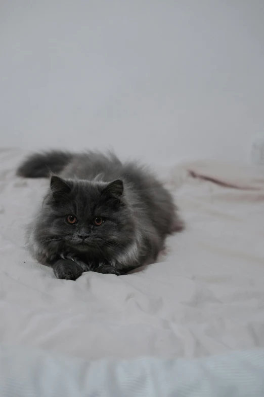 a cat laying on top of a bed next to a blanket