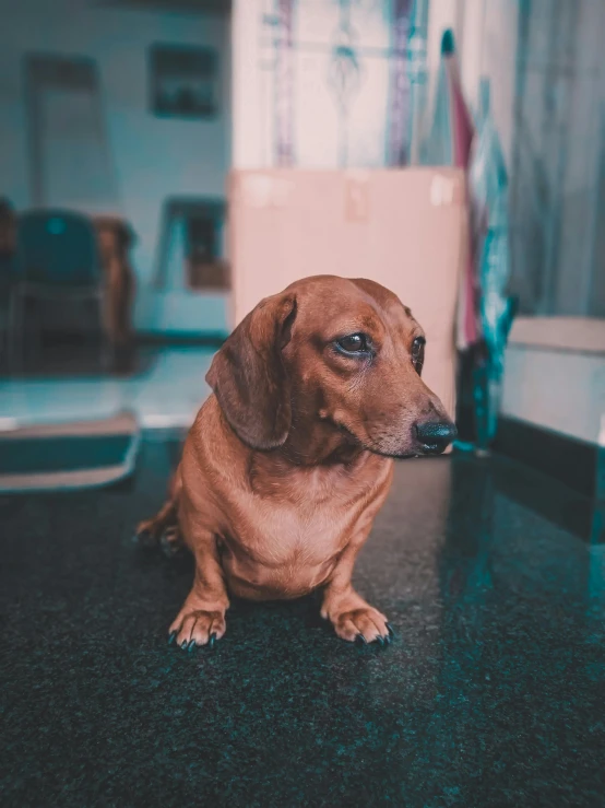 a brown dog sitting on top of a table