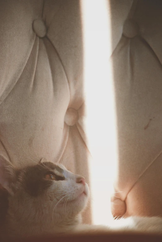 a gray and white cat laying on a leather sofa