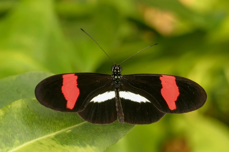 the erfly with red markings is on a leaf