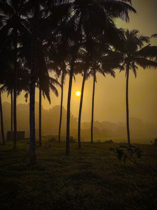 palm trees are in front of the setting sun