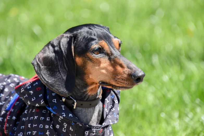 the dog is wearing a jacket and posing for a po