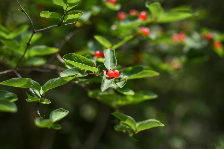 a bush with red berries grows in the midst of leaves