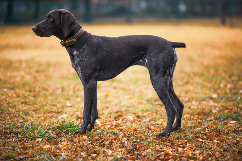 a gray dog with a collar on standing in leaves