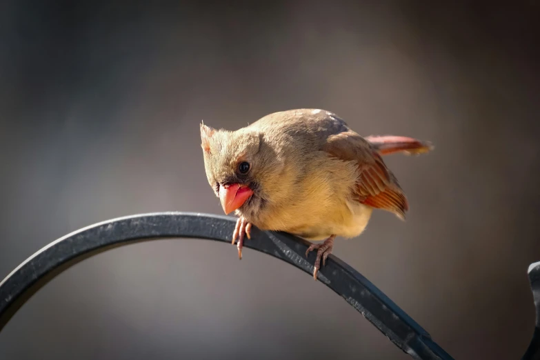 small bird with its mouth open sitting on the rail