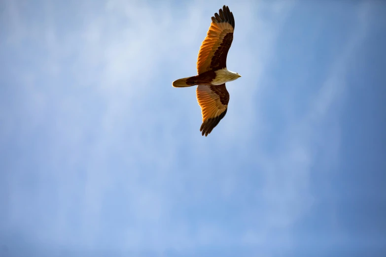 an eagle is soaring into a bright blue sky