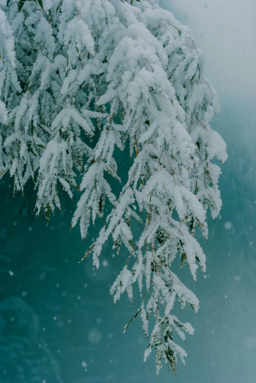 the snow is falling and the trees are hanging upside down