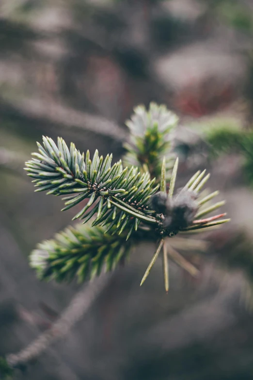 a green pine tree nch covered with needles