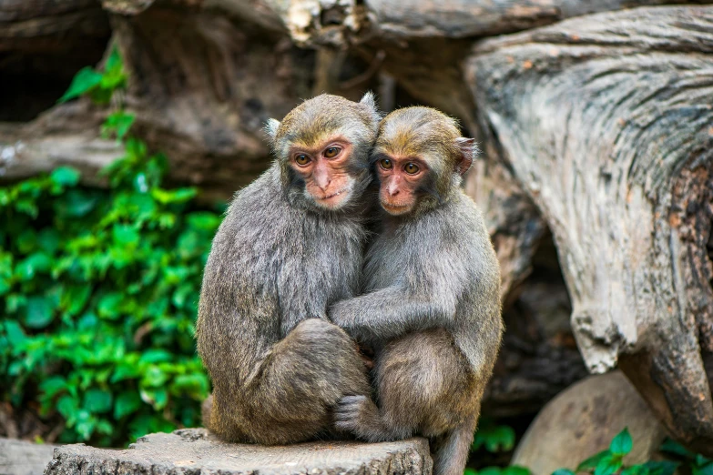 two monkeys sitting on top of rocks and a log