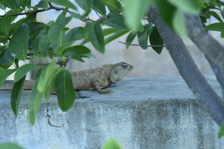 an iguana is laying on a concrete surface near the trees