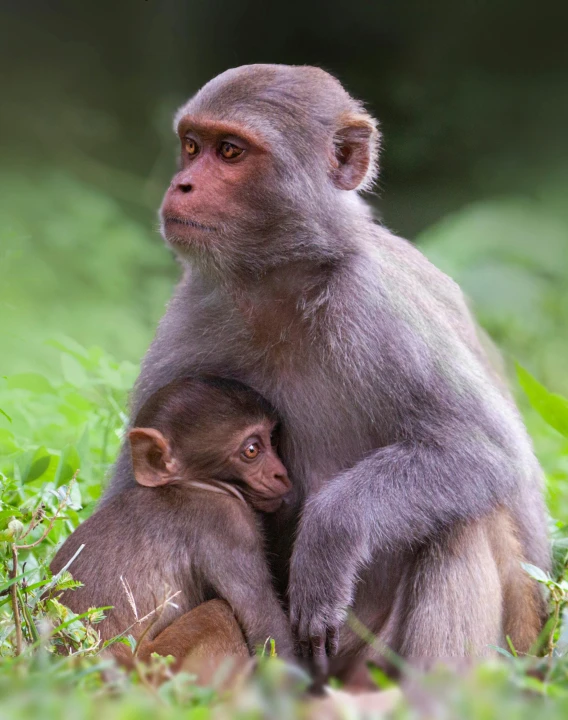 a baby brown monkey sitting on top of a small monkey