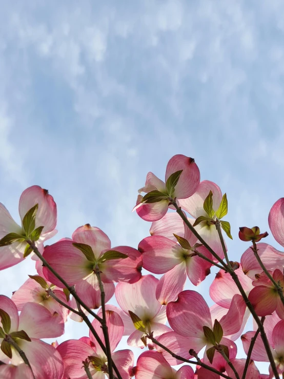 a pink flower tree sitting next to a blue sky