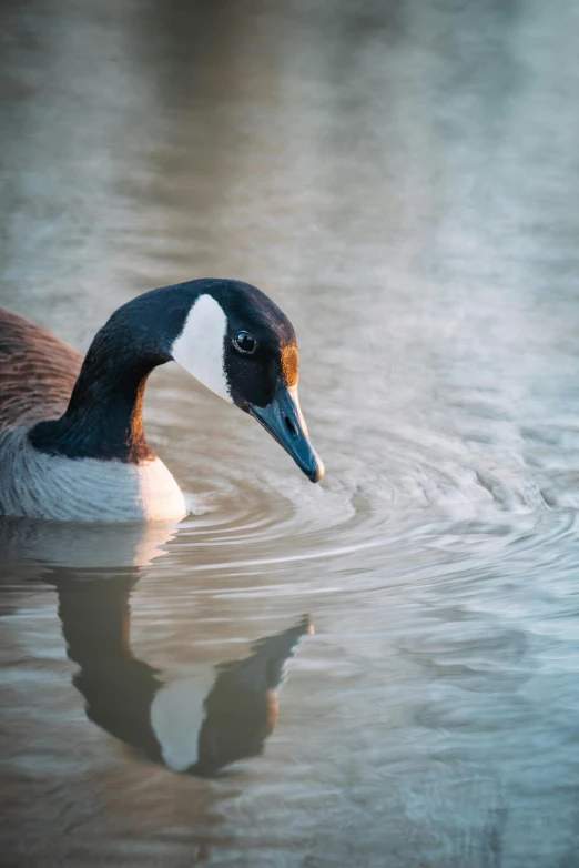 the duck with a brown head is swimming on the water