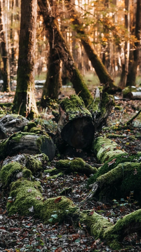 a group of trees that are in the forest