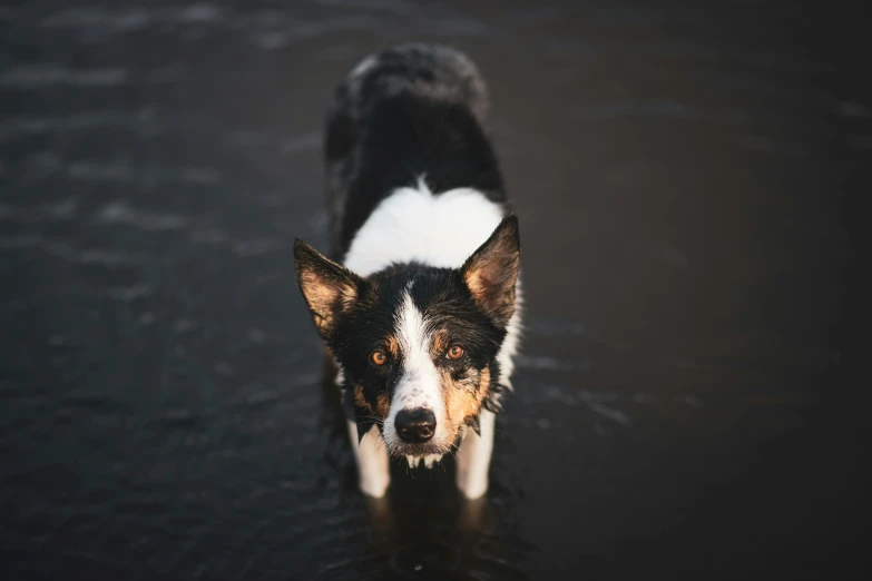 black and white dog in a body of water with his head down
