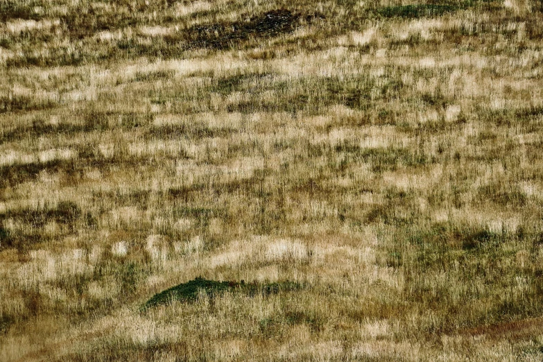 a white bear walking in the grass in the middle of a field