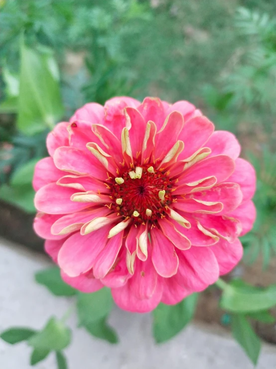 a flower in front of some vegetation and other plants