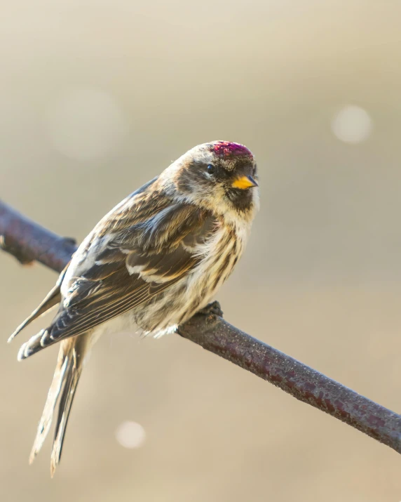 a small bird perched on top of a metal pole