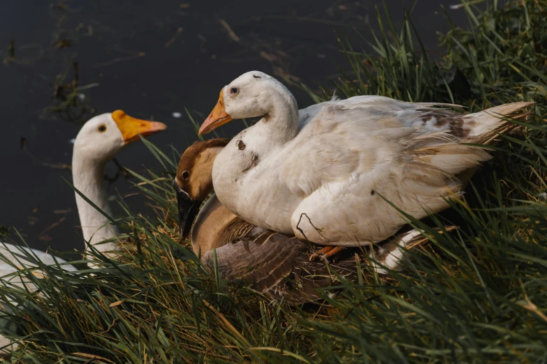 two ducks resting on top of their nest