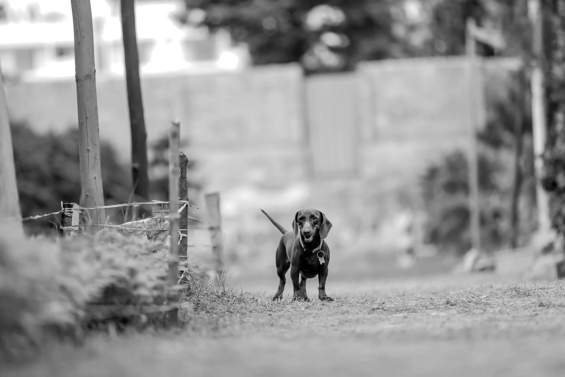 a dog that is standing next to a gate