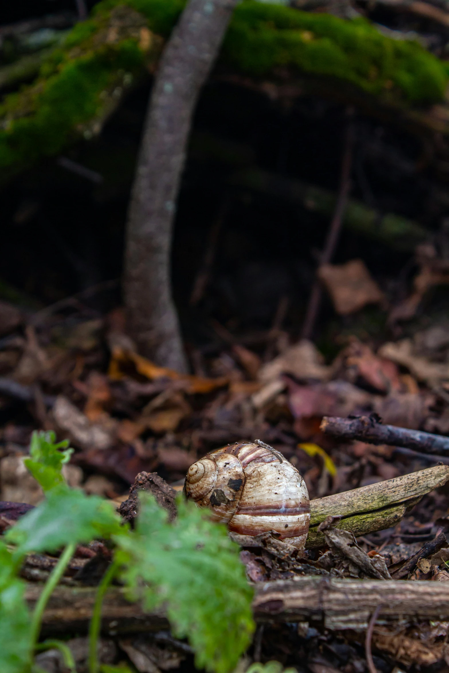 small snail laying on the ground surrounded by leaves