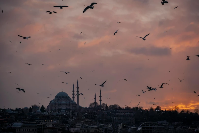 birds flying above the city below a pink sky