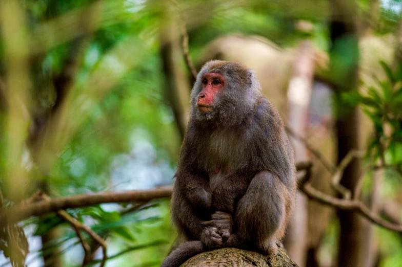 a long - tailed monkey sits on top of a tree in the jungle