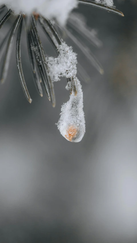 a pine nch covered in fresh snow after it fell off