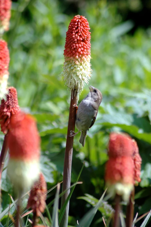 a small bird is perched on the side of a flower