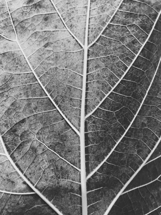 black and white pograph of a leaf's edge