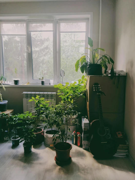 some plants in pots on the floor in front of two windows