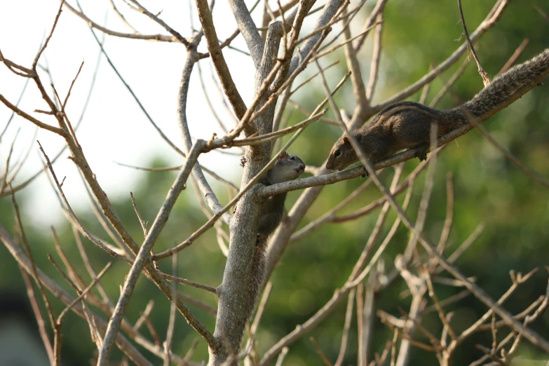 a squirrel perched in the middle of a tree nch