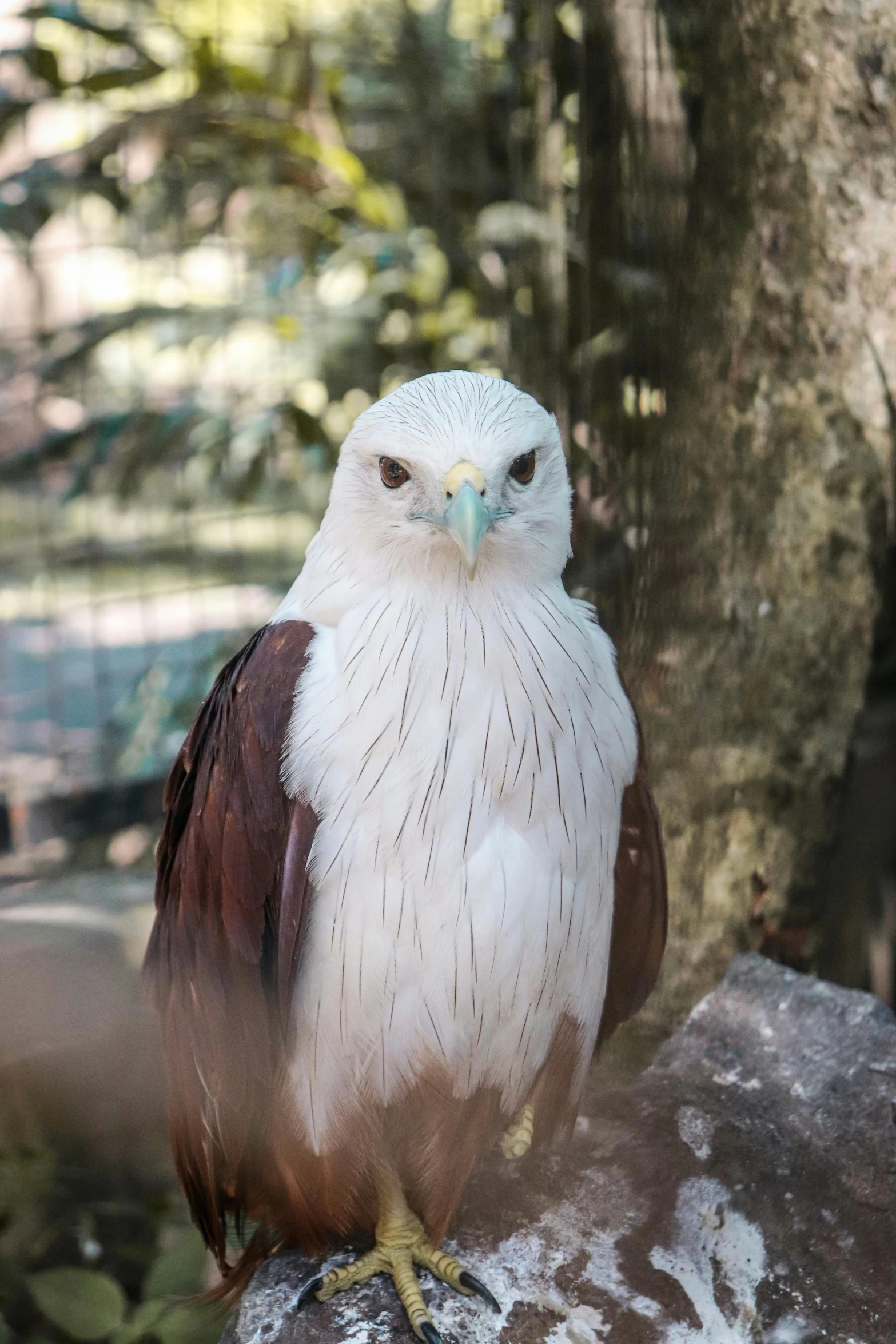 white and brown bird on a nch of a tree