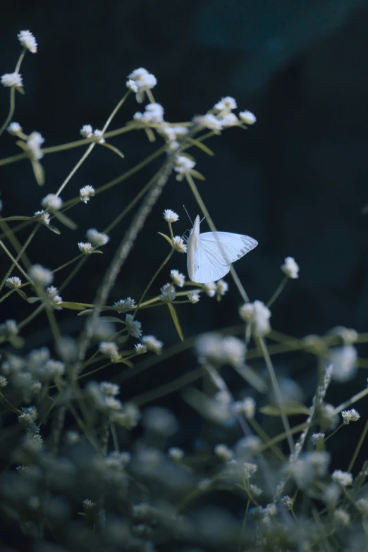 a small erfly sits on the top of a flower