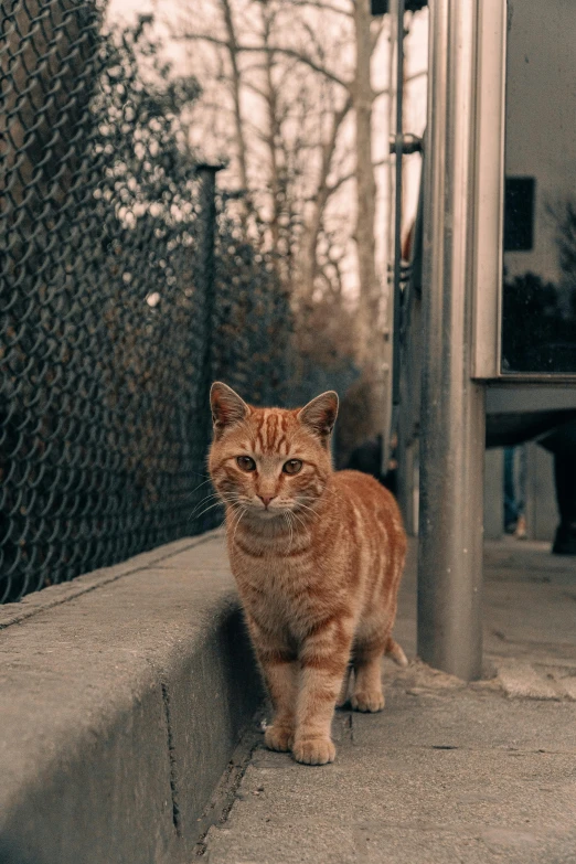 an orange cat stands on the edge of the building