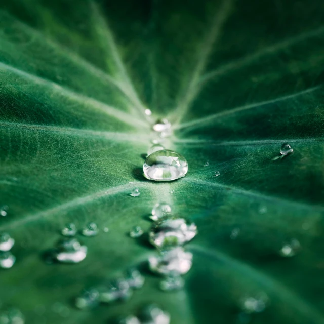 green leaf with drops of water on it