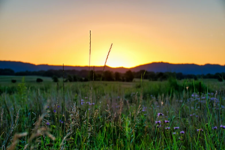 sunset over the mountain with tall grass and wildflowers