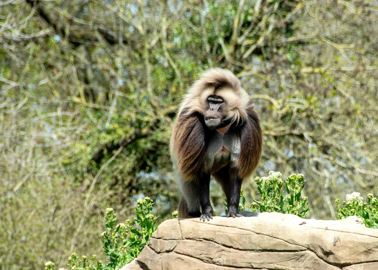 a monkey that is standing on a rock