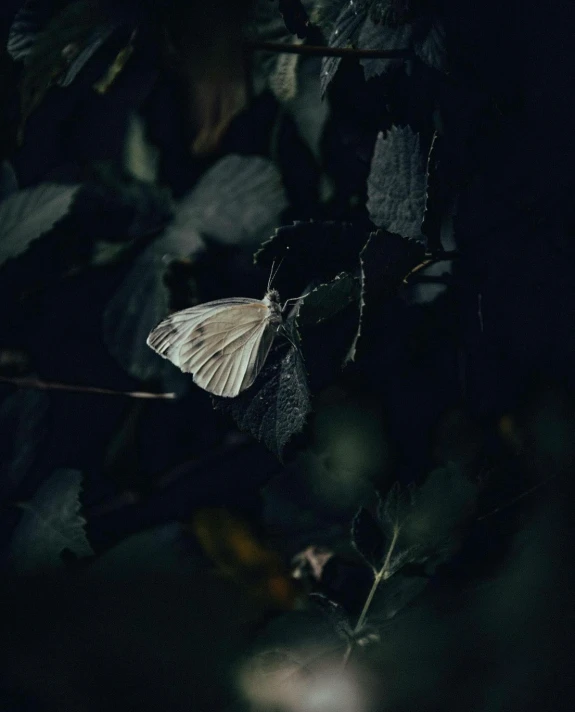 white erfly sitting on top of black leaves